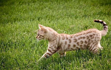 Bengal kitten stalking its prey through the grass Stock Photo - Budget Royalty-Free & Subscription, Code: 400-04570260