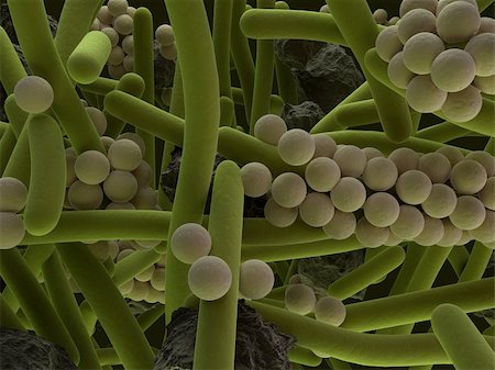 3d rendered close up of dental plaque bacteria Stock Photo - Budget Royalty-Free & Subscription, Code: 400-04570796