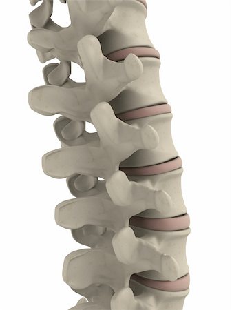 simsearch:400-04048509,k - 3d rendered anatomy illustration from a part of a human spine Stockbilder - Microstock & Abonnement, Bildnummer: 400-04570811