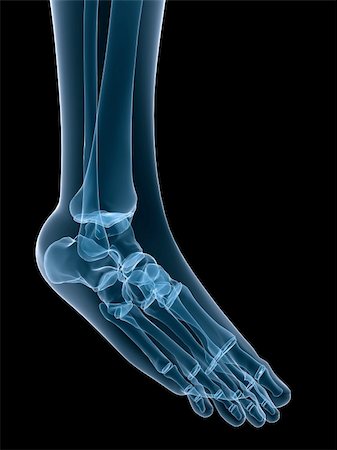 3d rendered x-ray illustration of  a human skeletal foot Stock Photo - Budget Royalty-Free & Subscription, Code: 400-04570820