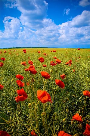 dundanim (artist) - Fantastic landscape: beautiful field with numerous poppies Fotografie stock - Microstock e Abbonamento, Codice: 400-04570918