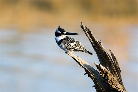 pied kingfisher - the erect tuft on the pied kingfisher indicates his level of vigilance Stock Photo - Budget Royalty-Free & Subscription, Code: 400-04571435