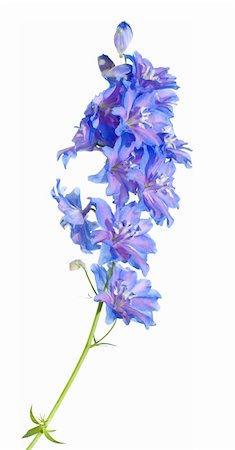 simsearch:400-04569116,k - bright blue delphinium flowering spike, isolated Photographie de stock - Aubaine LD & Abonnement, Code: 400-04571770