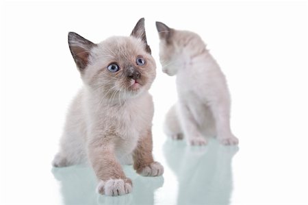 simsearch:400-04745326,k - Two adorable baby kittens isolated on white background. Stock Photo - Budget Royalty-Free & Subscription, Code: 400-04571816