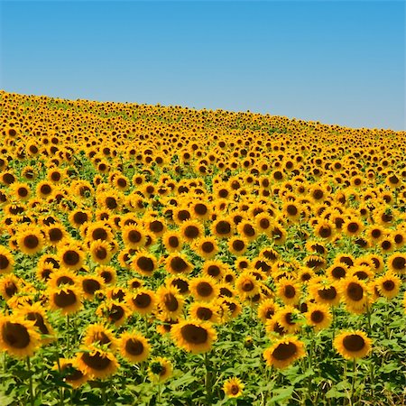 sunflower scenery in france - A field of sunflowers, in the south of France. Stock Photo - Budget Royalty-Free & Subscription, Code: 400-04571812