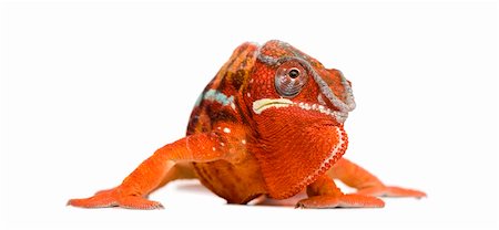 Chameleon Furcifer Pardalis - Sambava (2 years) in front of a white background Photographie de stock - Aubaine LD & Abonnement, Code: 400-04571937