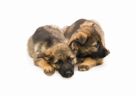 simsearch:400-05715419,k - two sweet Germany sheep-dog puppies isolated on white background Fotografie stock - Microstock e Abbonamento, Codice: 400-04572022