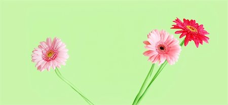 simsearch:400-04035571,k - A photography of three pink gerbera on green background Stock Photo - Budget Royalty-Free & Subscription, Code: 400-04572103