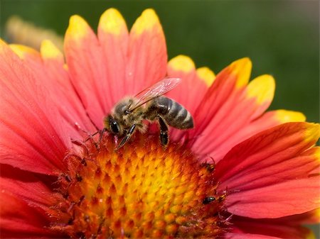 dragunov (artist) - The bee picking pollen from the flower Photographie de stock - Aubaine LD & Abonnement, Code: 400-04572668