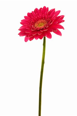 simsearch:400-04275620,k - Beautiful brightly red flower on a white background Photographie de stock - Aubaine LD & Abonnement, Code: 400-04572706