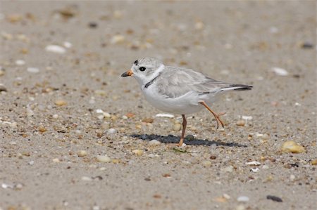 pluvier - Endangered Piping Plover (Charadrius melodus) on a beach Photographie de stock - Aubaine LD & Abonnement, Code: 400-04573129