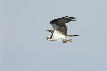 fischadler - Osprey (pandion haliaetus) carrying a fish to its nest Stockbilder - Microstock & Abonnement, Bildnummer: 400-04573236