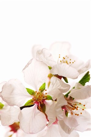 simsearch:400-05066044,k - Macro of pink cherry blossoms isolated on white background Foto de stock - Royalty-Free Super Valor e Assinatura, Número: 400-04573231