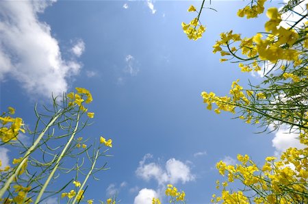 simsearch:400-06856670,k - Yellow rape and blue and cloudy sky. Photographie de stock - Aubaine LD & Abonnement, Code: 400-04573491