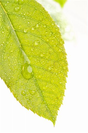 simsearch:400-09223422,k - Close Up Leaf & Water Drops with Narrow dof. Foto de stock - Royalty-Free Super Valor e Assinatura, Número: 400-04573566