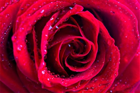 red rose with water drops close up Photographie de stock - Aubaine LD & Abonnement, Code: 400-04573593