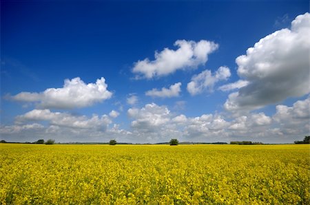 Yellow rape field with blue and cloudy sky. Stockbilder - Microstock & Abonnement, Bildnummer: 400-04573780