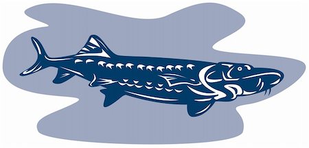 sturgeon - Vector art of a fish Stock Photo - Budget Royalty-Free & Subscription, Code: 400-04573817