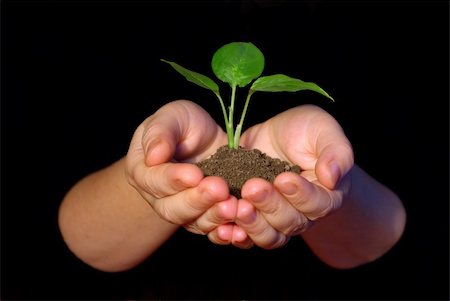 simsearch:400-04385133,k - Plant between hands on black Stock Photo - Budget Royalty-Free & Subscription, Code: 400-04584527