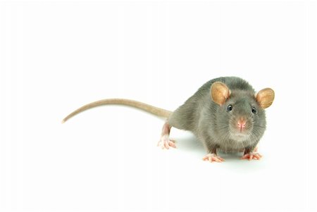 simsearch:400-04719873,k - funny rat  isolated on white background Stock Photo - Budget Royalty-Free & Subscription, Code: 400-04584535