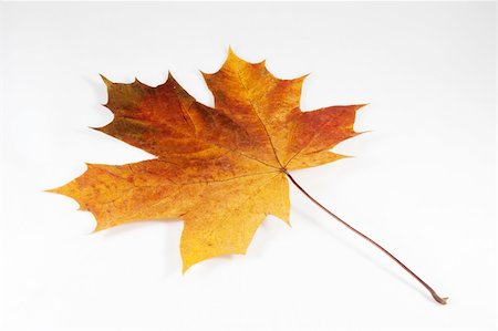 simsearch:400-05880107,k - dry maple leaf is isolated on white Photographie de stock - Aubaine LD & Abonnement, Code: 400-04584554