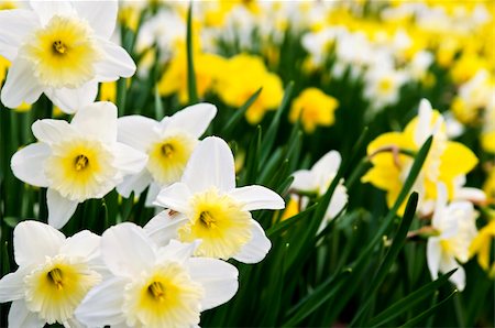 daffodil and landscape - Field of blooming daffodils in spring park Stock Photo - Budget Royalty-Free & Subscription, Code: 400-04584751