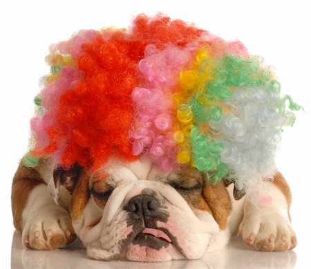 simsearch:400-05306211,k - english bulldog with colorful clown wig isolated on white background Stock Photo - Budget Royalty-Free & Subscription, Code: 400-04584817