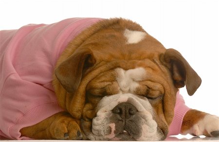 simsearch:400-04576043,k - female english bulldog in pink sweater sleeping isolated on white background Stock Photo - Budget Royalty-Free & Subscription, Code: 400-04584824