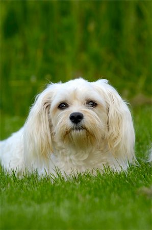 simsearch:400-06090463,k - Bichon Havanais dog on green grass. Foto de stock - Royalty-Free Super Valor e Assinatura, Número: 400-04585978