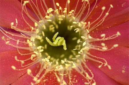 photohomepage (artist) - Red bloom of a cactus (Echinopsis ferox) Photographie de stock - Aubaine LD & Abonnement, Code: 400-04586016