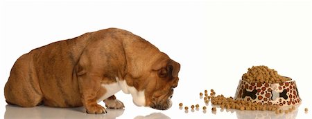 fat dog - english bulldog sniffing out the food bowl Stock Photo - Budget Royalty-Free & Subscription, Code: 400-04586238