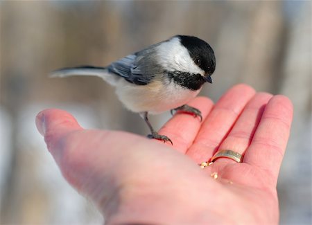 Black-capped Chickadee (Poecile atricapillus) perched on man's finger. Photographie de stock - Aubaine LD & Abonnement, Code: 400-04586274