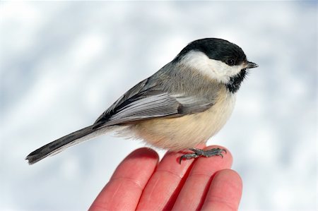 Black-capped Chickadee (Poecile atricapillus) perched on man's fingertips, with snow in background. Photographie de stock - Aubaine LD & Abonnement, Code: 400-04586273