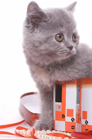 simsearch:400-08316734,k - little kitty in the box on a white background Stockbilder - Microstock & Abonnement, Bildnummer: 400-04586566