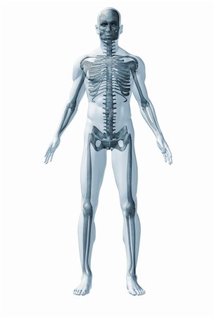 Skeleton human. The abstract image of human anatomy through a translucent surface Stock Photo - Budget Royalty-Free & Subscription, Code: 400-04586576