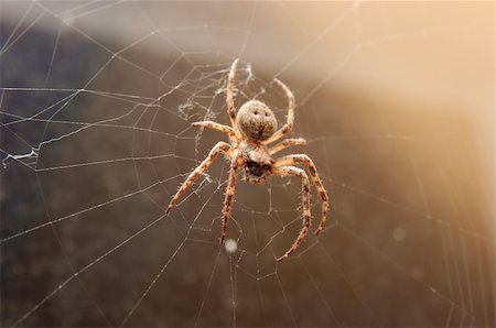 simsearch:400-04645267,k - Closeup of a big spider in it's web Stock Photo - Budget Royalty-Free & Subscription, Code: 400-04586632