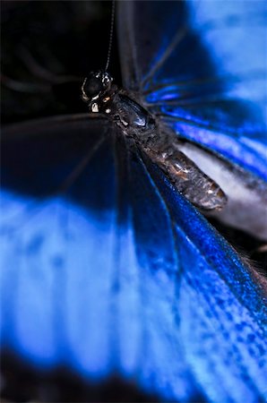 Closeup of a beautiful blue morpho butterly Stock Photo - Budget Royalty-Free & Subscription, Code: 400-04587183