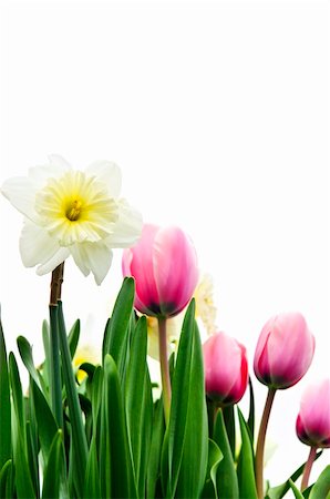 simsearch:614-08220107,k - Tulips and daffodils isolated on white background, floral border Stock Photo - Budget Royalty-Free & Subscription, Code: 400-04587235