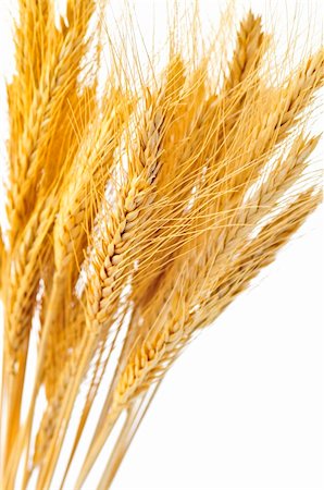 simsearch:400-04495929,k - Stalks of golden wheat grain isolated on white background Photographie de stock - Aubaine LD & Abonnement, Code: 400-04587250