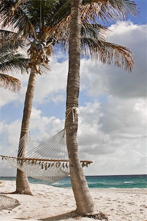 simsearch:400-05097844,k - palm tree on the florida beach during a beautiful sunny  day Stock Photo - Budget Royalty-Free & Subscription, Code: 400-04587285