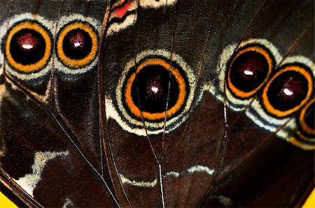 Closeup of a Beautiful blue morpho butterly wing Stock Photo - Budget Royalty-Free & Subscription, Code: 400-04587589