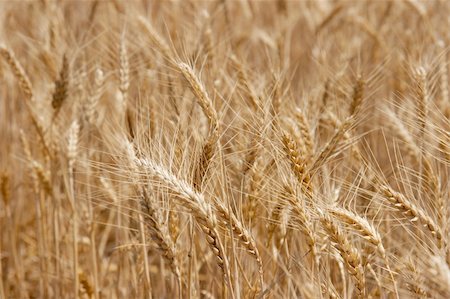 simsearch:400-04983141,k - Wheat spikes background Stock Photo - Budget Royalty-Free & Subscription, Code: 400-04587881
