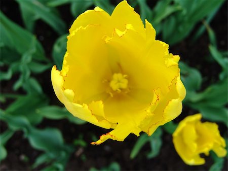 simsearch:400-04428532,k - A yellow tulip flower closeup Photographie de stock - Aubaine LD & Abonnement, Code: 400-04587907