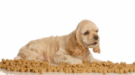 american cocker spaniel puppy surrounded by dog food Stock Photo - Budget Royalty-Free & Subscription, Code: 400-04588627