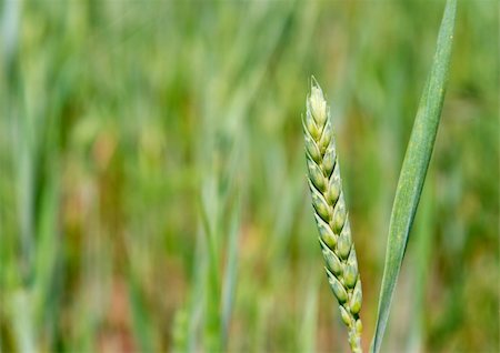 simsearch:400-03997550,k - Fresh green wheat plant on a field Stock Photo - Budget Royalty-Free & Subscription, Code: 400-04588769