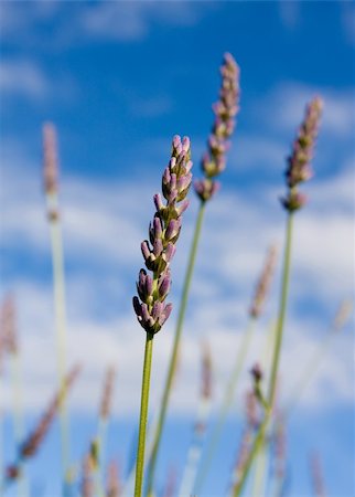 simsearch:400-04847486,k - Wild lavendar flower in natural surroundings against blue sky Foto de stock - Royalty-Free Super Valor e Assinatura, Número: 400-04588774