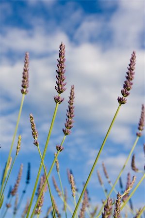 simsearch:400-04847486,k - Wild lavendar flower in natural surroundings against blue sky Foto de stock - Royalty-Free Super Valor e Assinatura, Número: 400-04588775