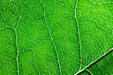 simsearch:400-04524191,k - Close up macro shot of a bright green leaf for background use Stock Photo - Budget Royalty-Free & Subscription, Code: 400-04588776