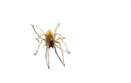 simsearch:400-04645267,k - Closeup of a spider isolated on white Stock Photo - Budget Royalty-Free & Subscription, Code: 400-04588820