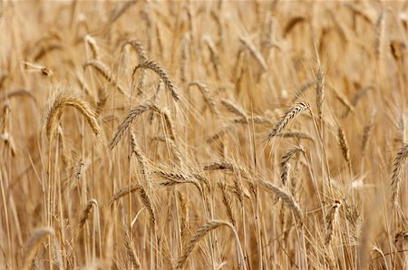 simsearch:400-03997550,k - Golden spikes on a wheat field Stock Photo - Budget Royalty-Free & Subscription, Code: 400-04588821